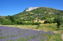 Le Fort de M